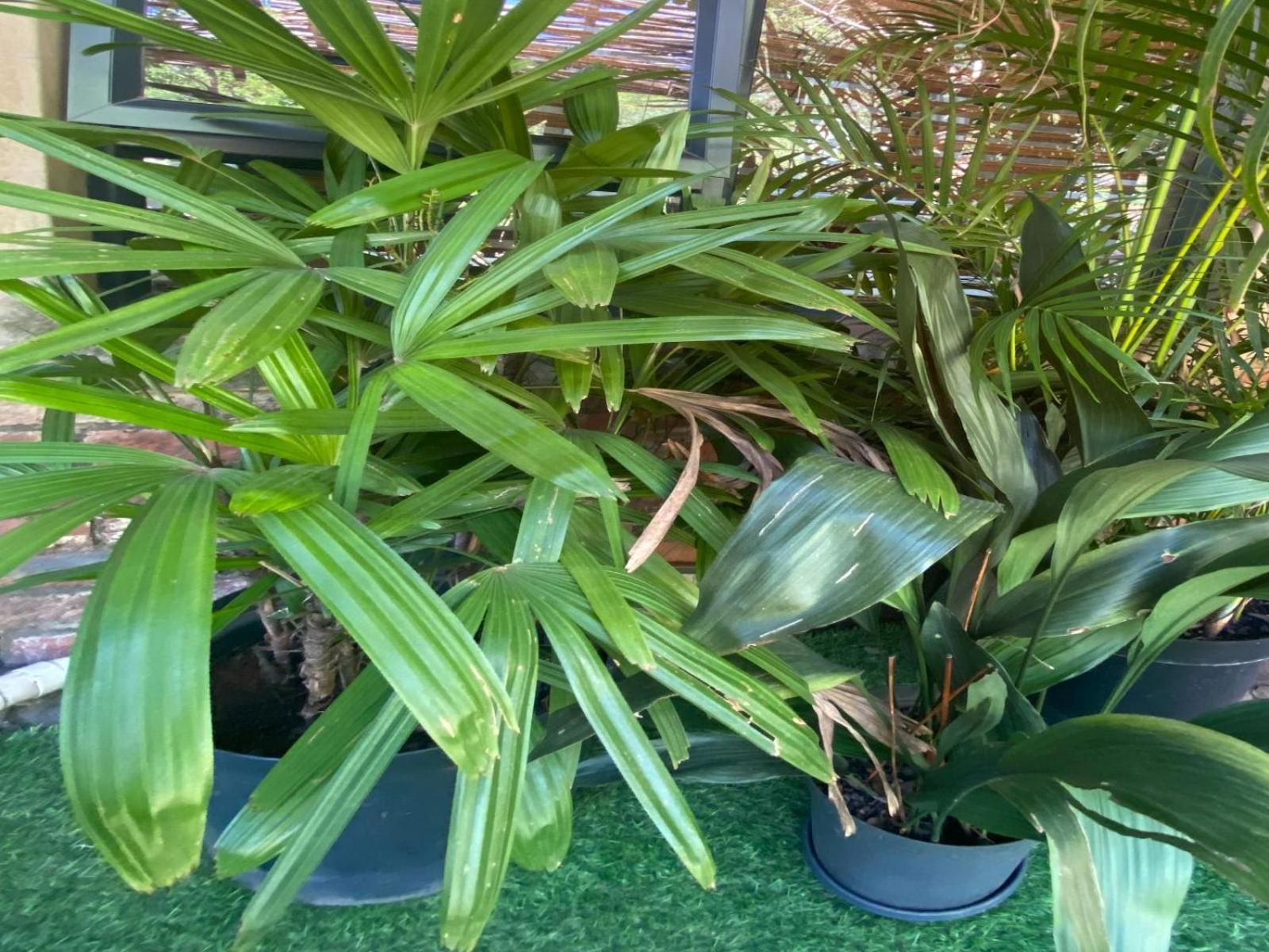 Aloe Guesthouse Klerksdorp Oda fotoğraf